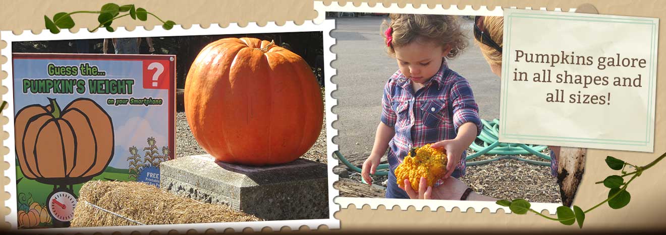 Pick-your-pumpkins from our giant pumpkin patch this fall season at Walter's Pumpkin Farm!
