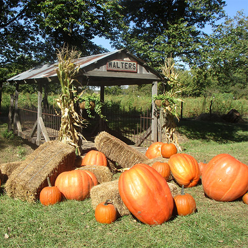 Farm Fresh Pumpkins at Walters Pumpkin Patch